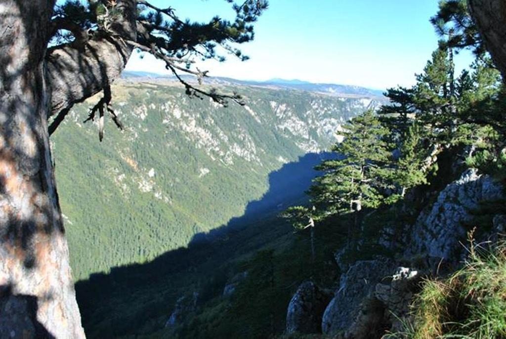 Underwoods Zabljak Guesthouse מראה חיצוני תמונה